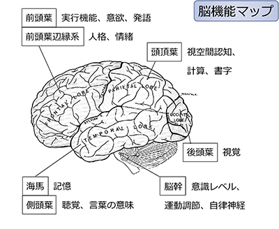 脳機能マップ